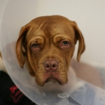 Supervet patient Angel sitting in her kennel