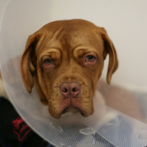 Supervet patient Angel sitting in her kennel