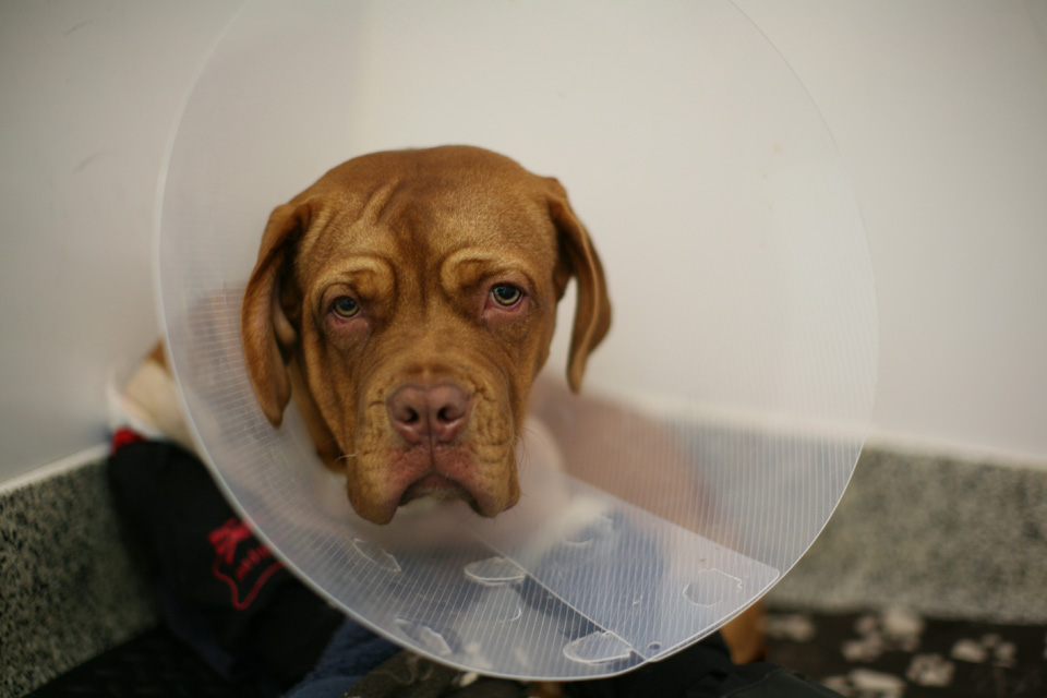 Supervet patient Angel sitting in her kennel