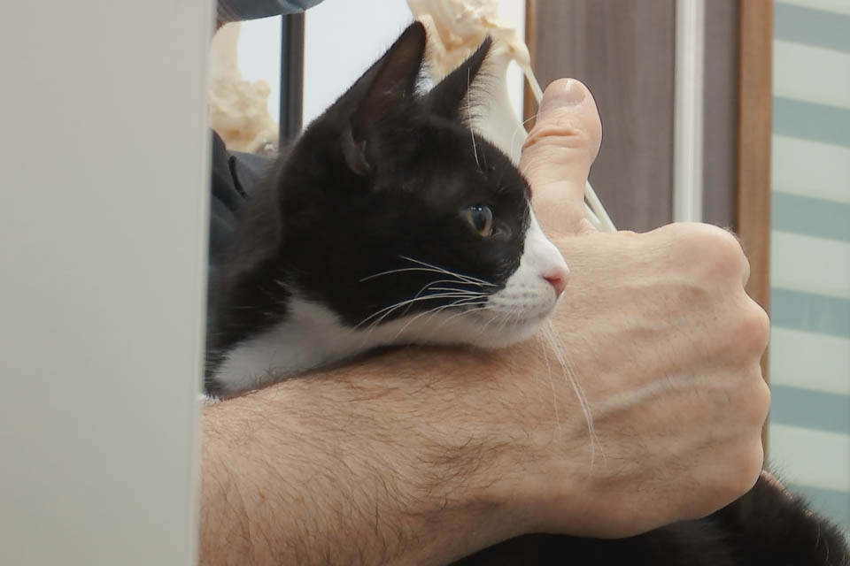 Side profile of a kitten being held