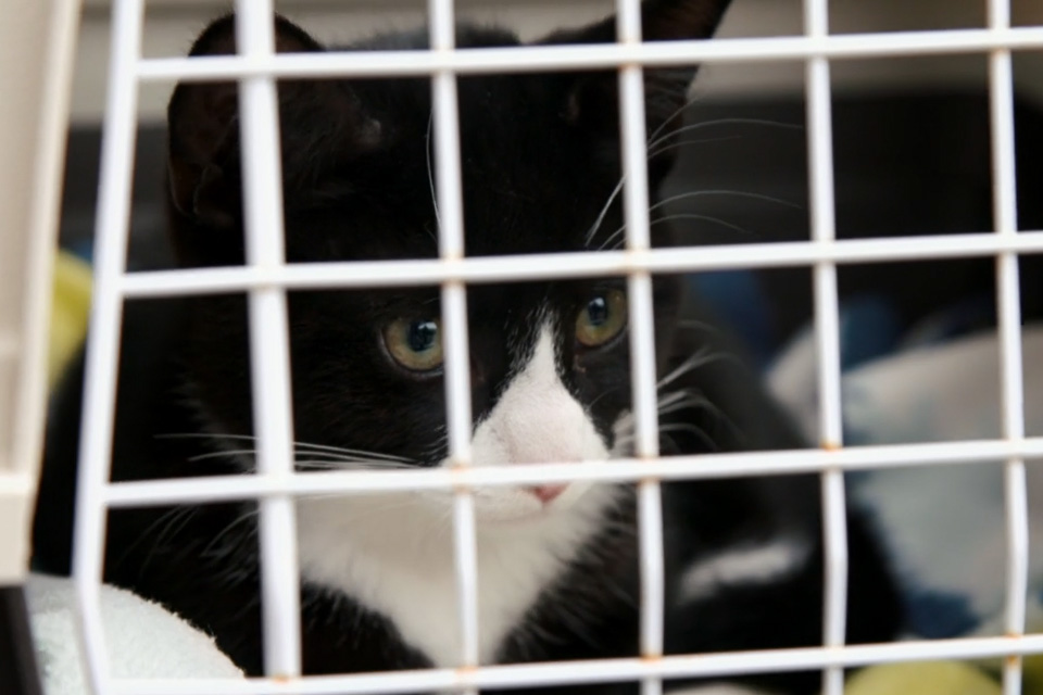 Cat peering through a animal crate