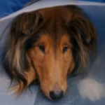 Rough Collie dog wearing a cone