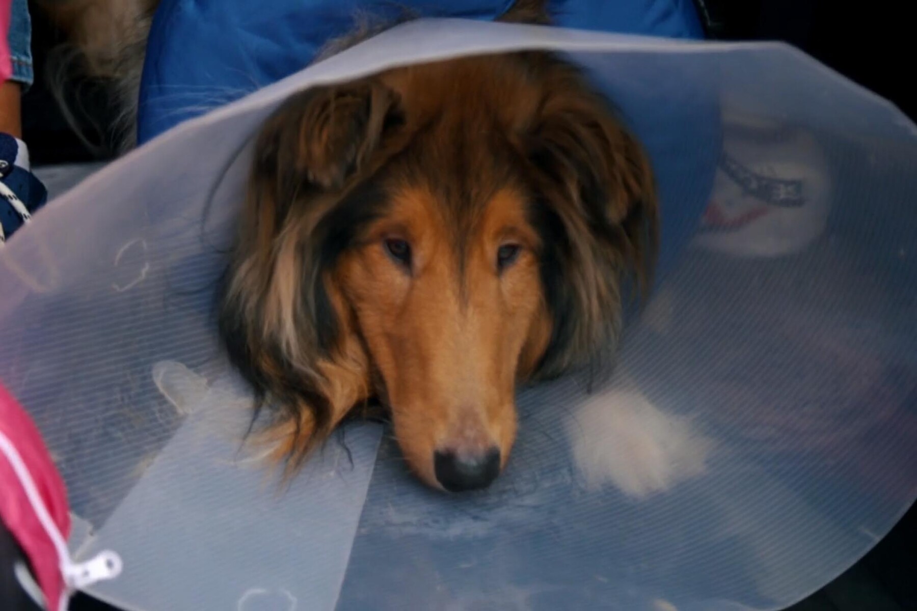 Rough Collie dog wearing a cone