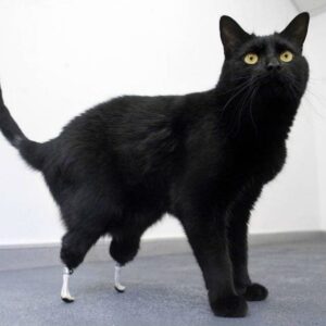 Black cat Oscar with bionic prosthetic feet