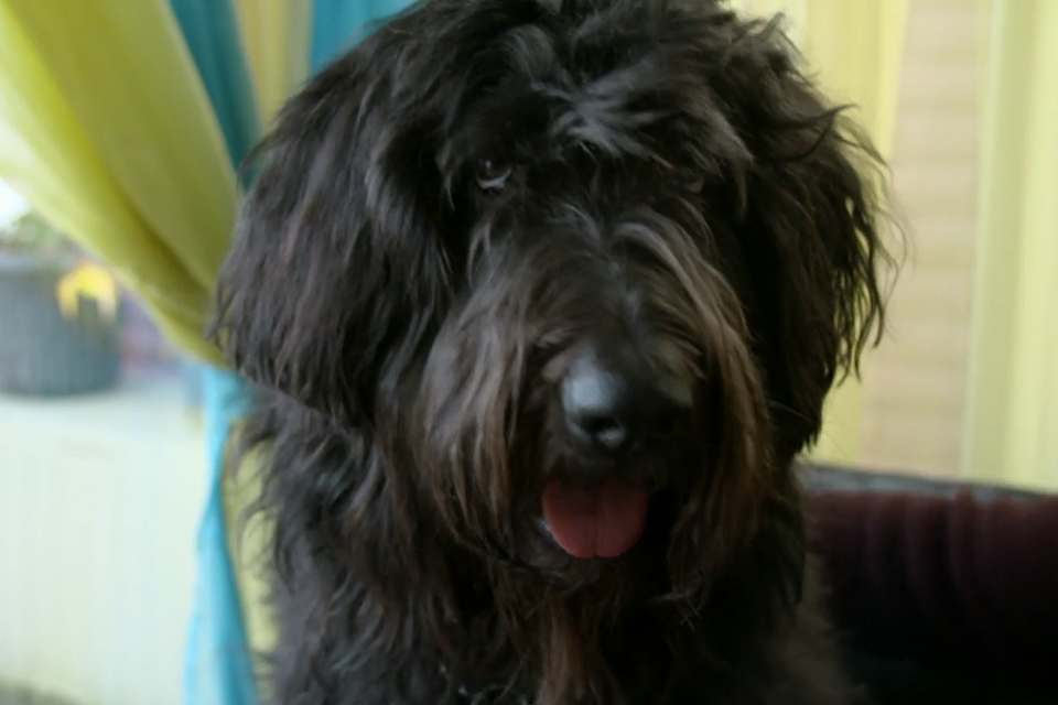 Close up of a black Shepadoodle dog