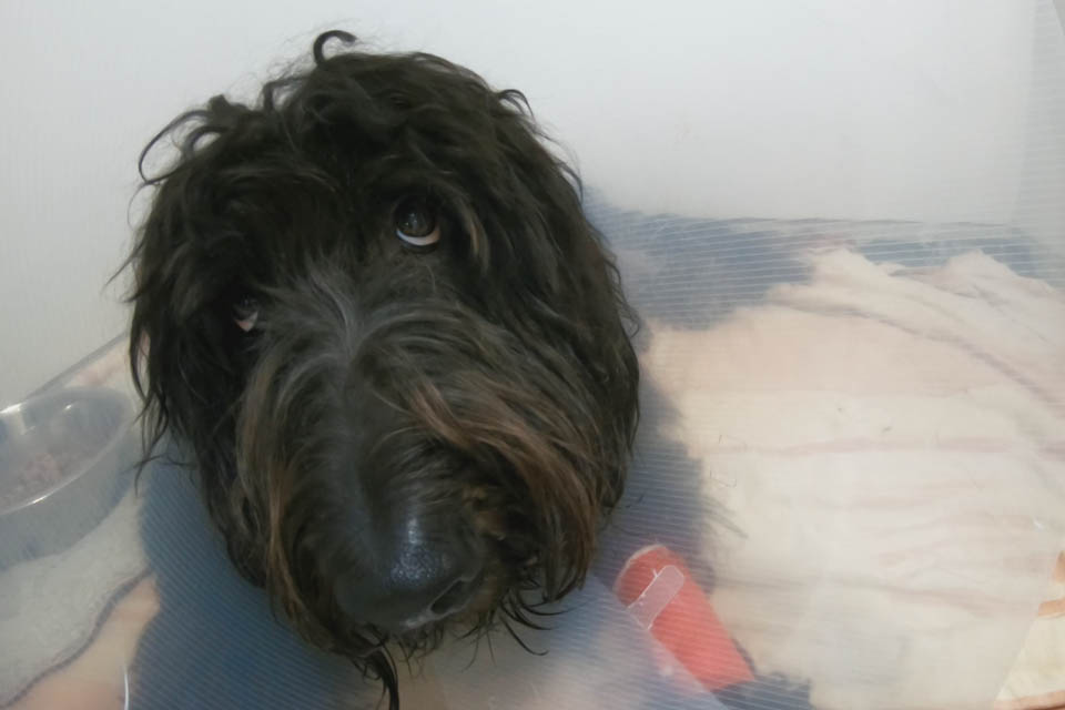 Shepadoodle recovering in wards