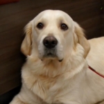 Golden Retriever wearing a stump prosthesis