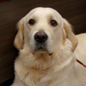 Golden Retriever wearing a stump prosthesis