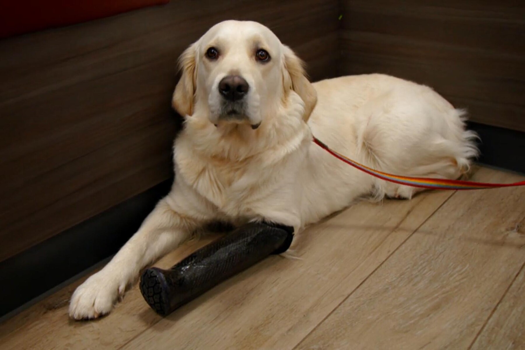 Golden Retriever wearing a stump prosthesis