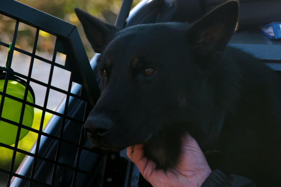 Black German Shepherd Dog sitting in the car