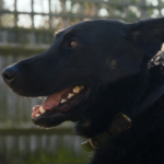 Side profile of police dog