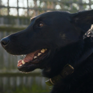 Side profile of police dog