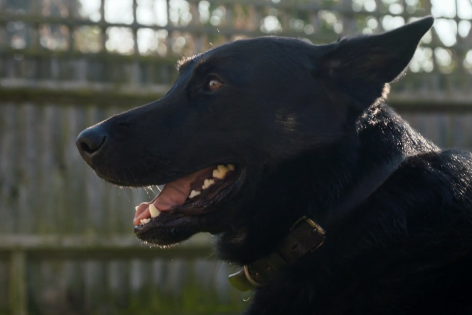 Side profile of police dog