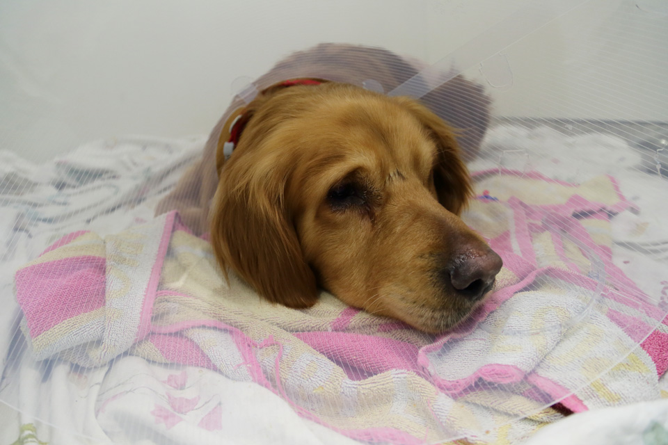 Golden Retriever Bertie sitting down in the ward