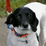 Springer Spaniel cross