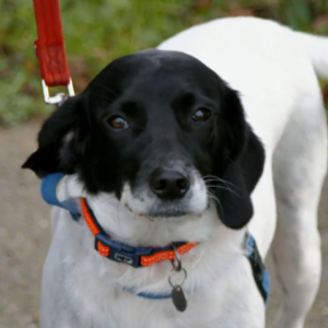 Springer Spaniel cross