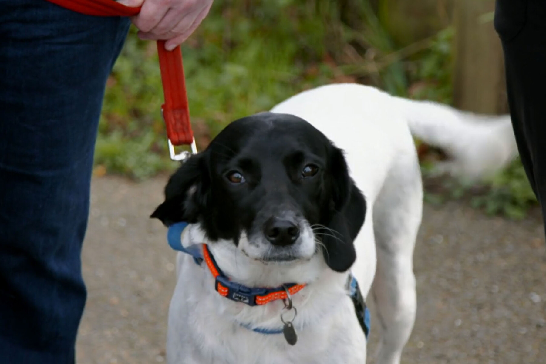 Springer Spaniel cross