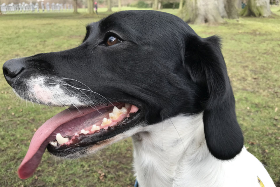 Springer Spaniel cross