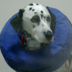 Dalmatian dog wearing an inflatable cone