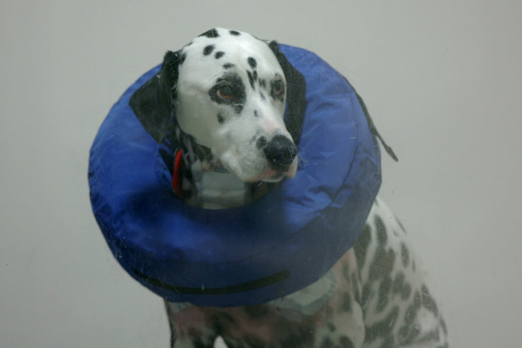 Dalmatian dog wearing an inflatable cone