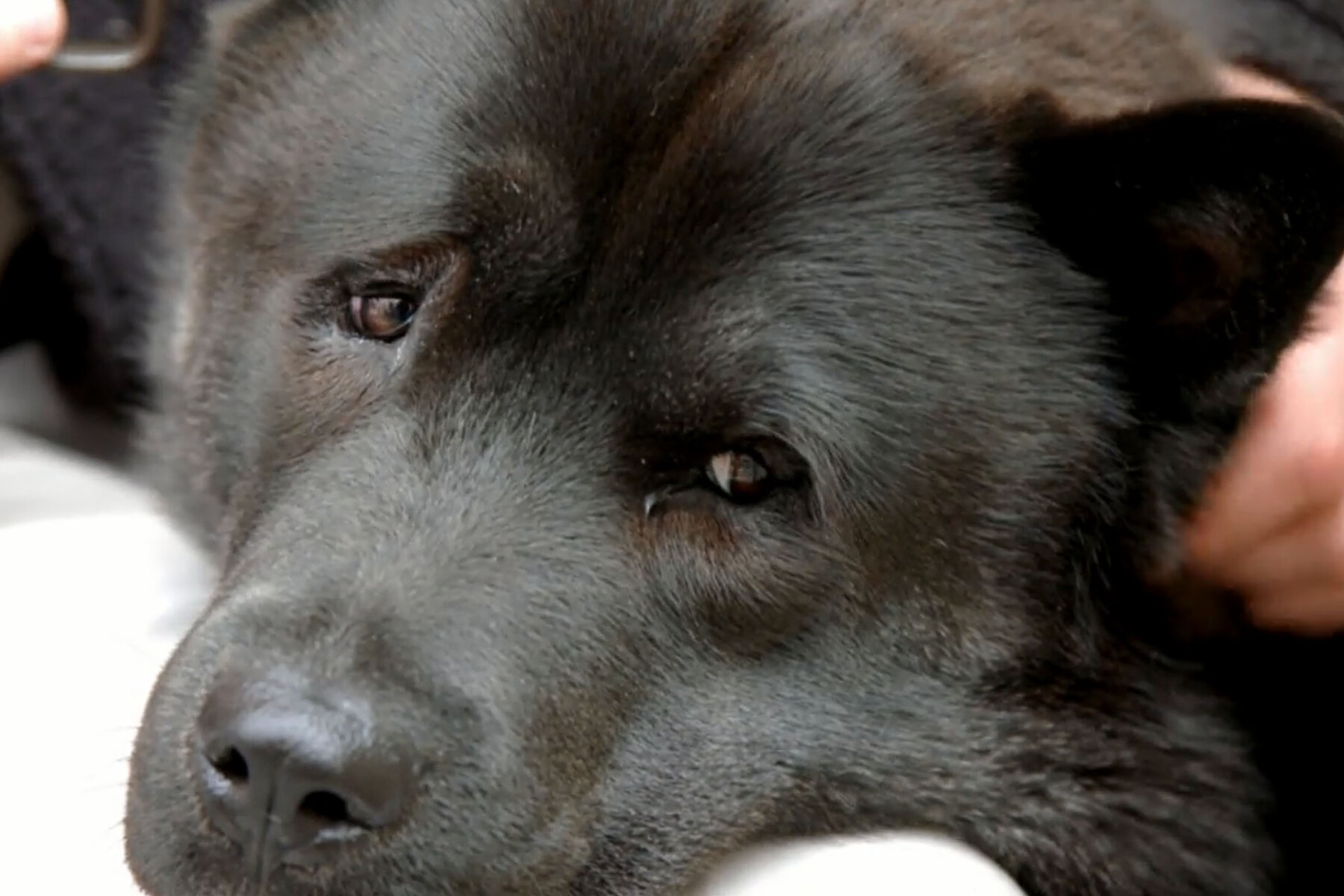 Chow Chow Huskie cross dog