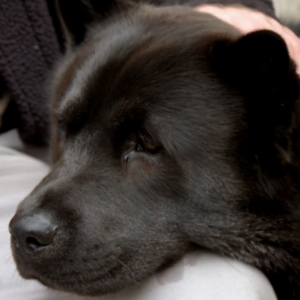Chow Chow Huskie cross dog
