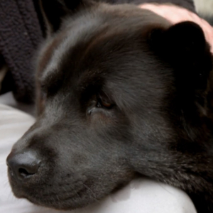 Chow Chow Huskie cross dog