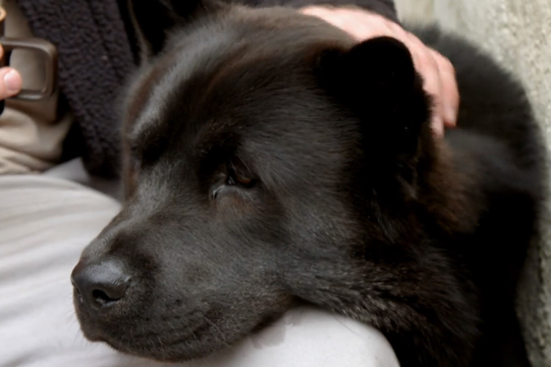 Chow Chow Huskie cross dog