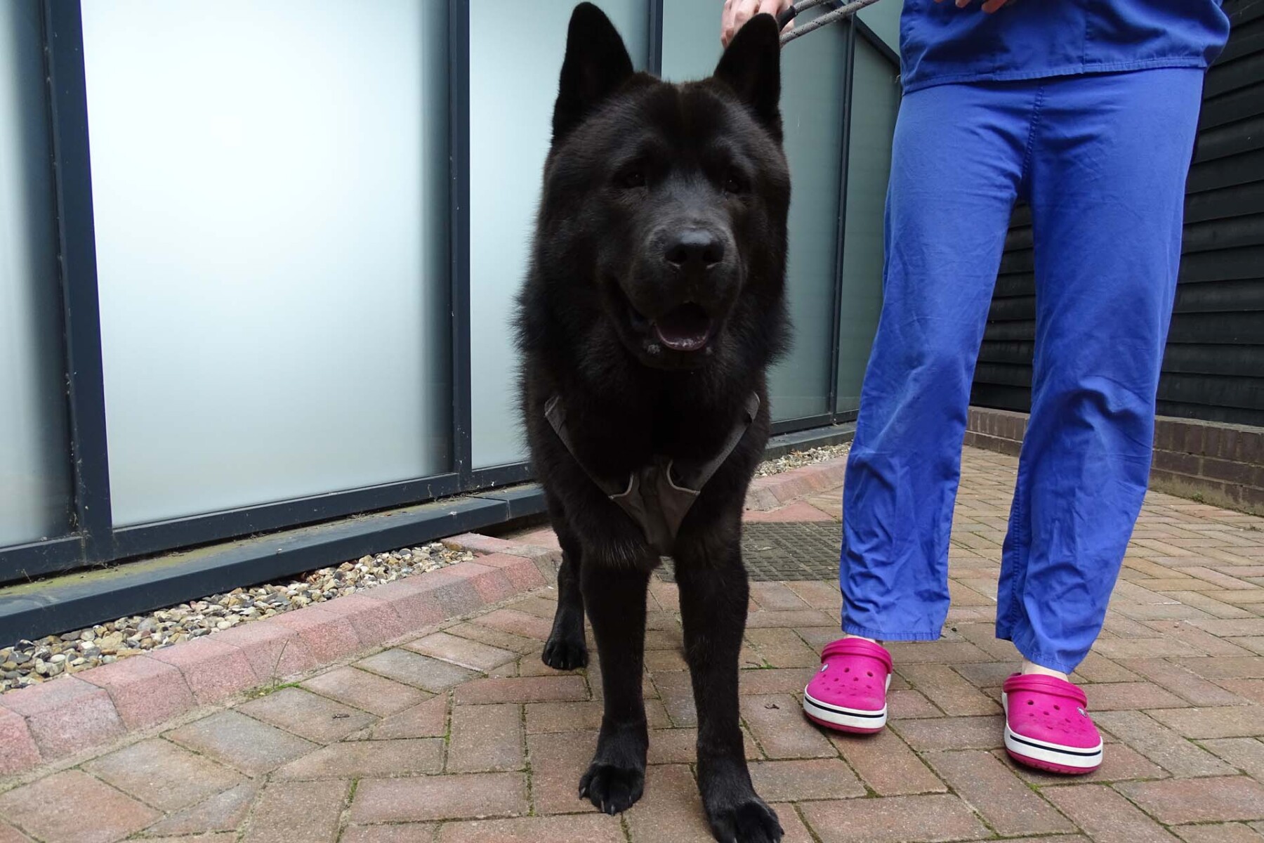 Chow Chow Huskie dog at the vets