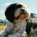 Shih Tzu sitting on the grass