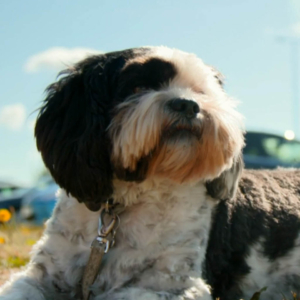 Shih Tzu sitting on the grass