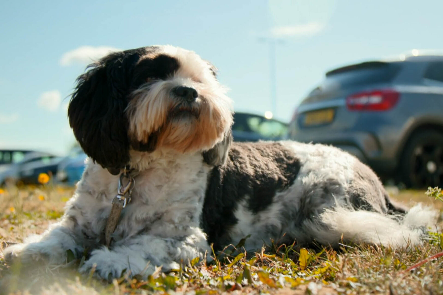 Shih Tzu sitting on the grass