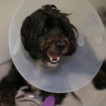 Tibetan Terrier recovering in a kennel