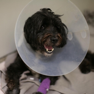 Tibetan Terrier recovering in a kennel
