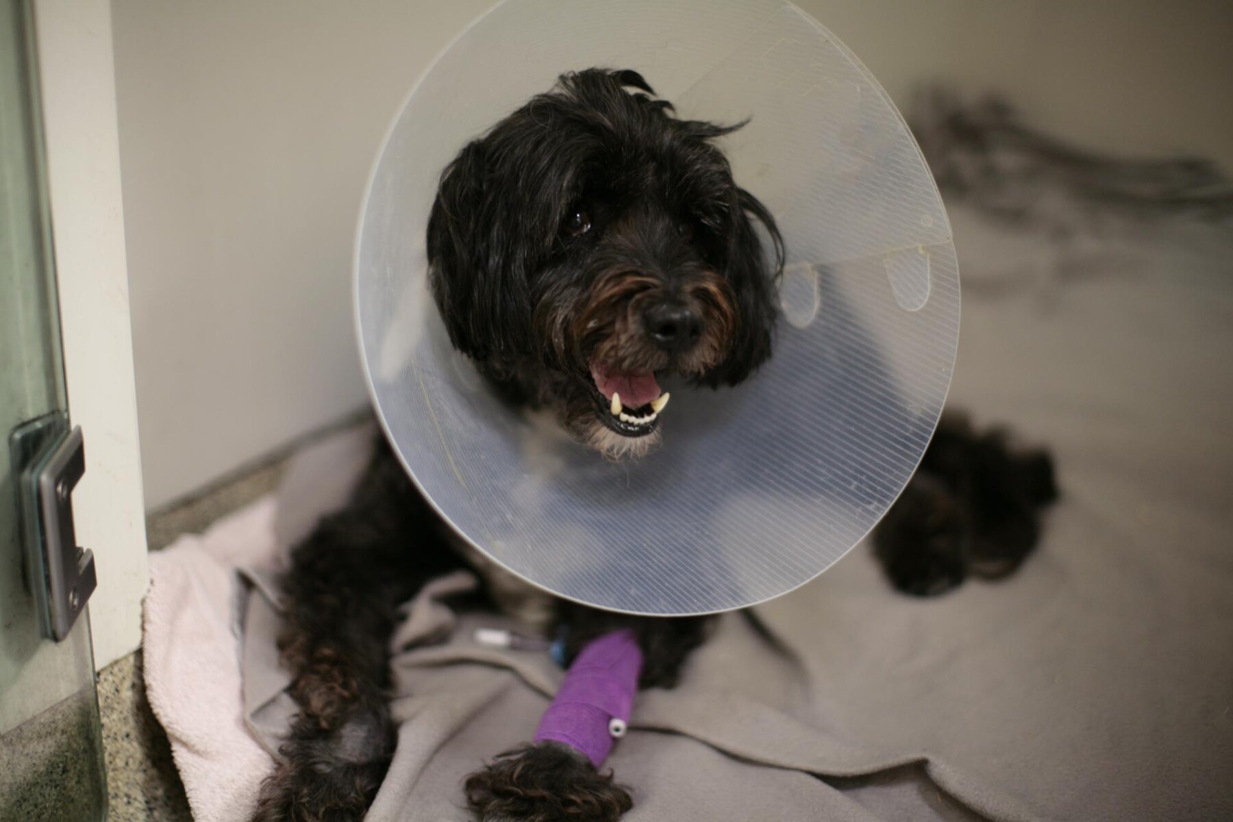 Tibetan Terrier recovering in a kennel