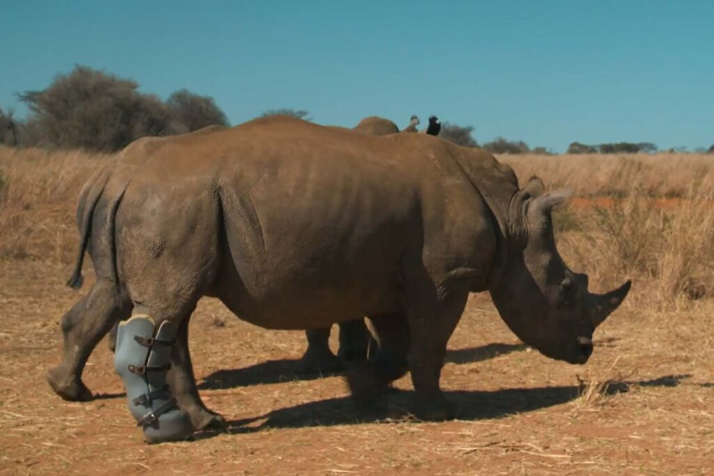 Rhino Kolisi wearing prosthetic boot