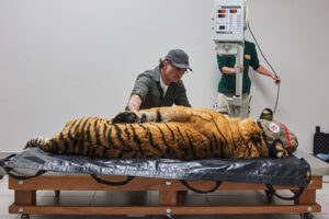 Supervet Noel Fitzpatrick with anaesthetised tiger on a table