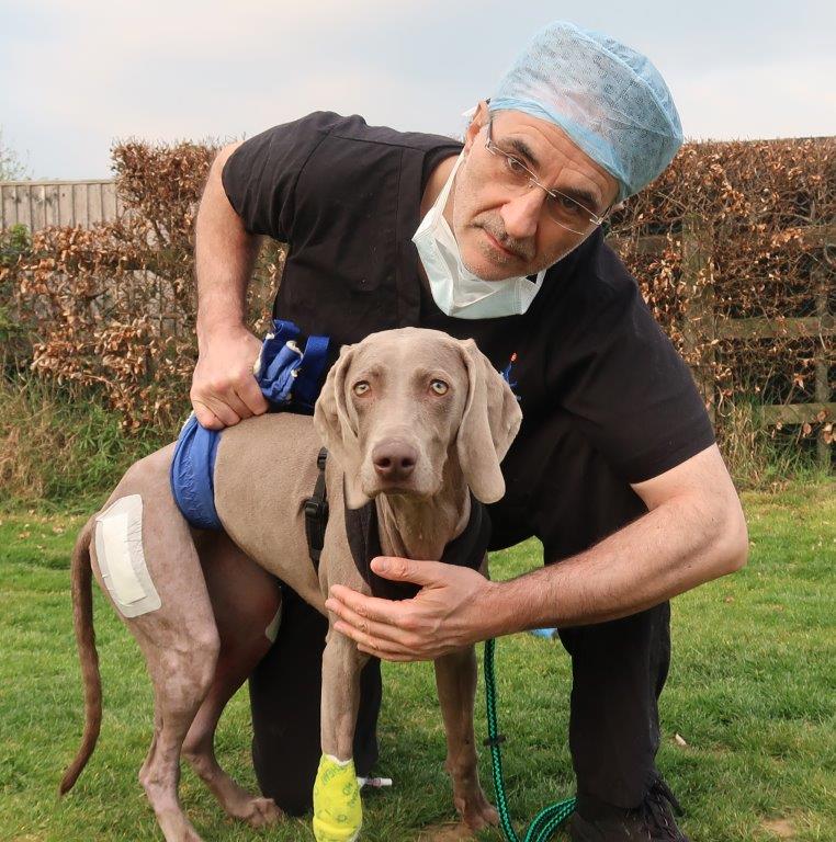 Weimaraner puppy with Noel Fitzpatrick outside