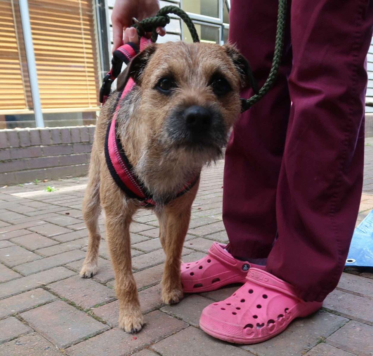 Border Terrier