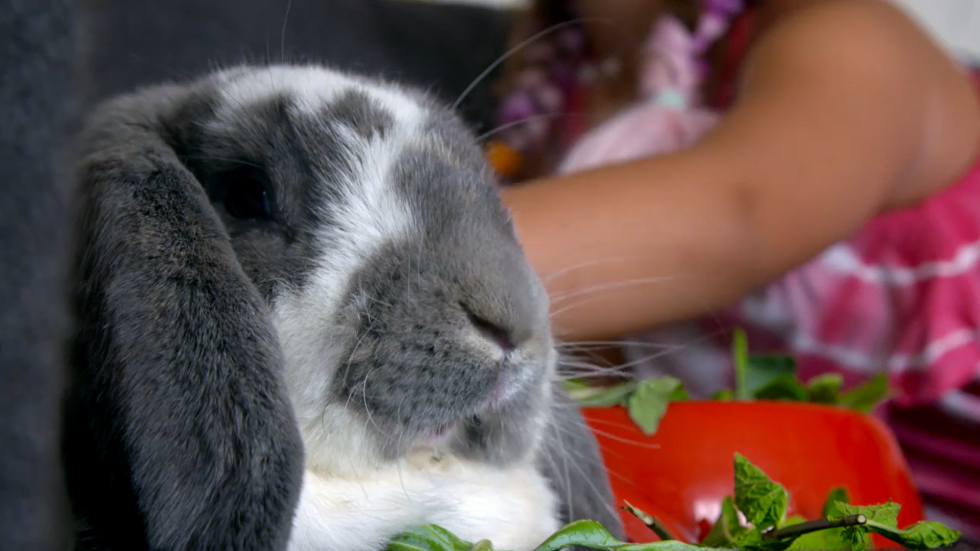 Face of dwarf rabbit