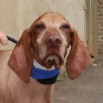 Hungarian Vizsla Brodie