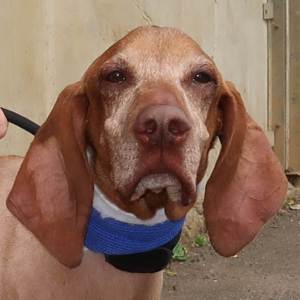 Hungarian Vizsla Brodie