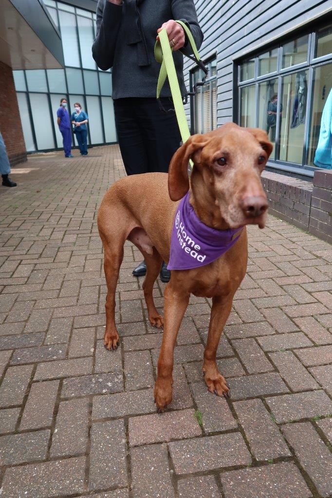 Hungarian Vizsla Brodie