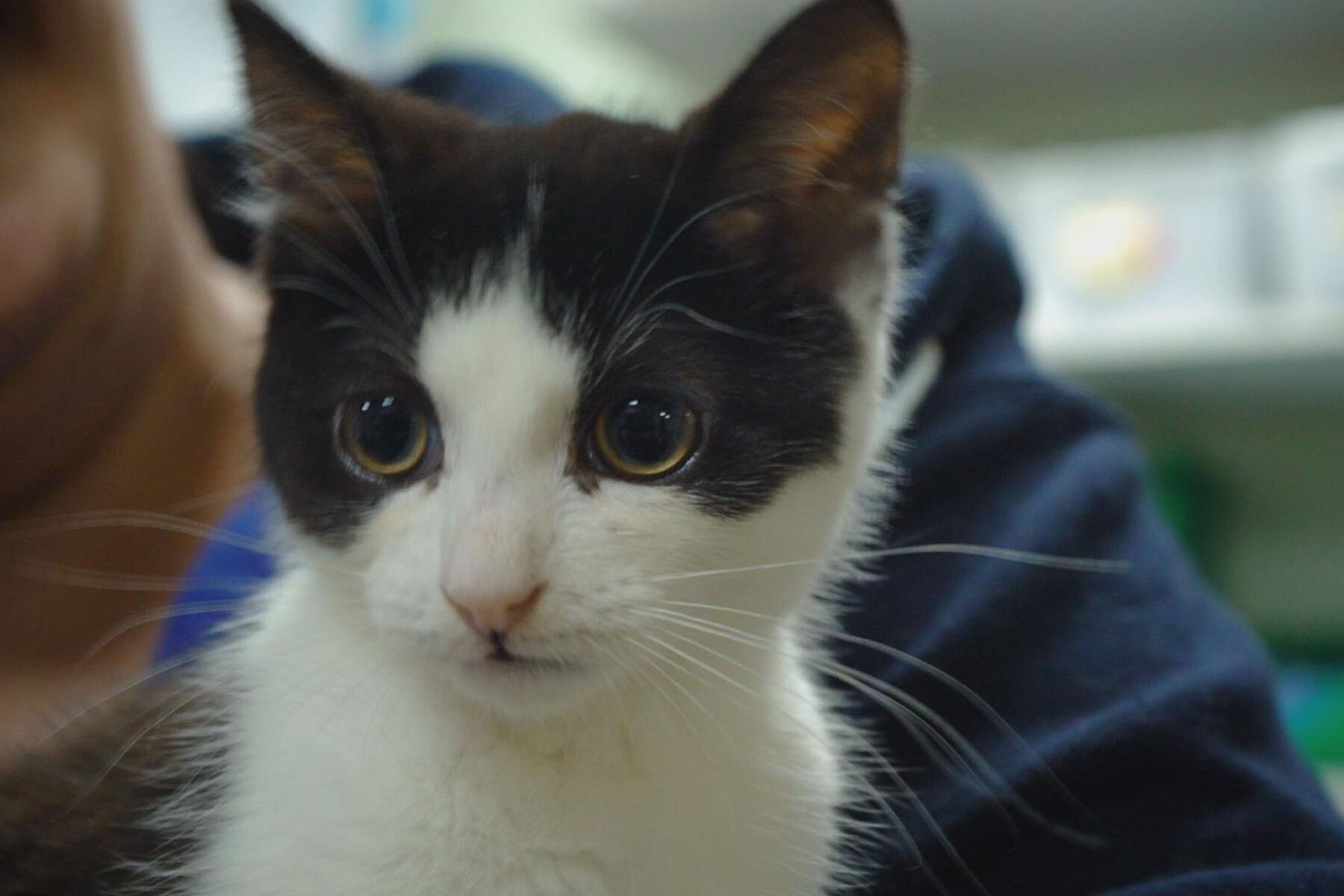 Black and white cat