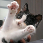 Kitten showing paws