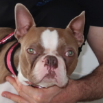 Boston Terrier Rogan and Professor Noel Fitzpatrick