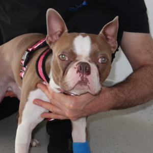 Boston Terrier Rogan and Professor Noel Fitzpatrick