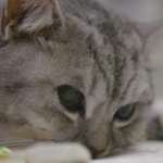 Cat in hospital