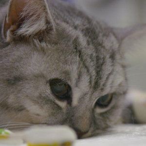 Cat in hospital