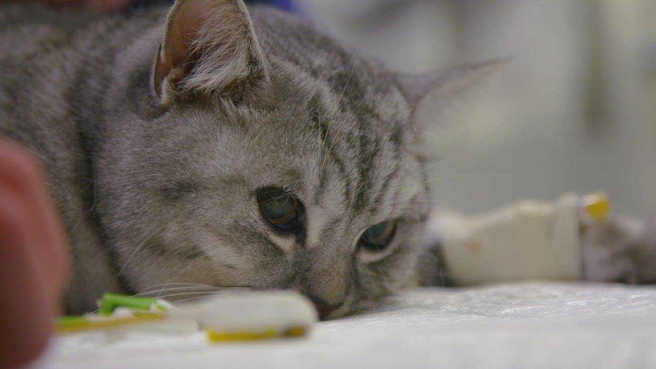 Cat in hospital